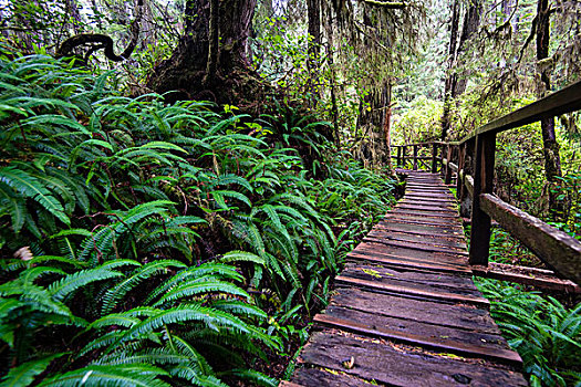 木板路,雨林,小路,环太平洋国家公园,温哥华,冰岛,不列颠哥伦比亚省,加拿大,北美