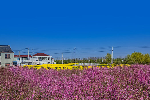 江苏省盐城市乡村桃花园自然景观