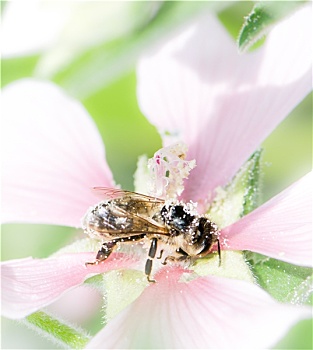蜜蜂,满,花粉,锦葵属,花