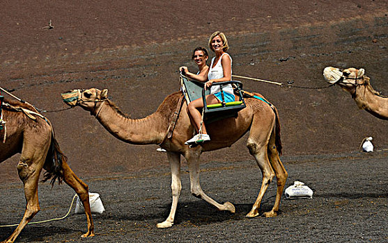 旅游,骑,单峰骆驼,蒙大拿,蒂玛法雅国家公园,兰索罗特岛,加纳利群岛,西班牙,欧洲