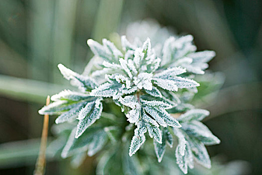 霜冻,植物,俯拍