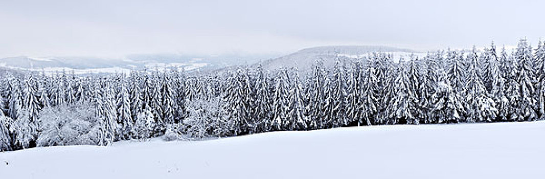雪,遮盖,树林,山峦,黑森州,德国