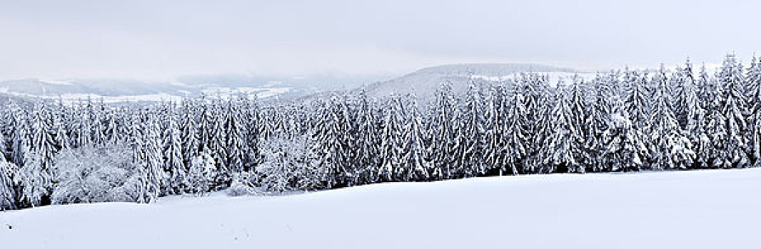 雪,遮蓋,樹林,山巒,黑森州,德國