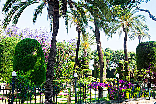 公园,场景,西班牙,棕榈树,树篱,许多,花