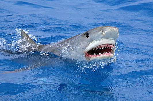 虎鲨,鼬鲨,张嘴,水面,巴哈马,中美洲