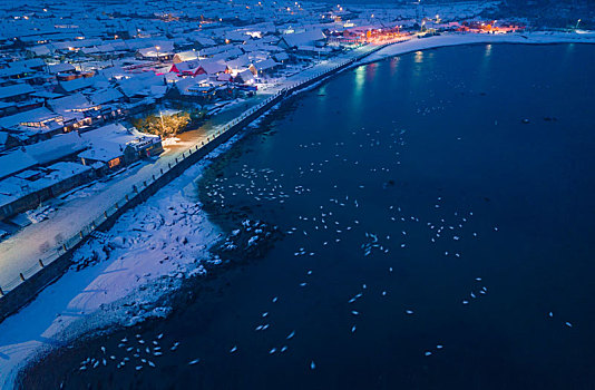 航拍山东威海俚岛镇烟墩角拍摄的冬天雪地天鹅风景夜景