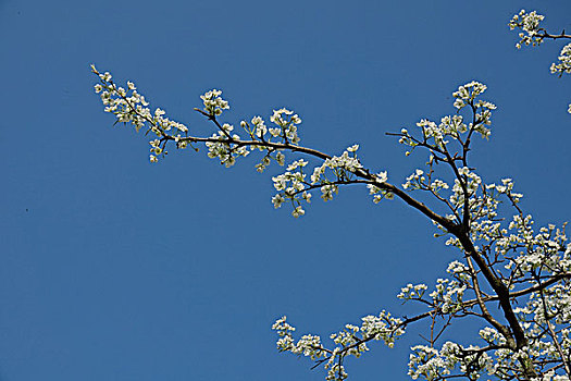 油菜花,桃花,梨花,春天