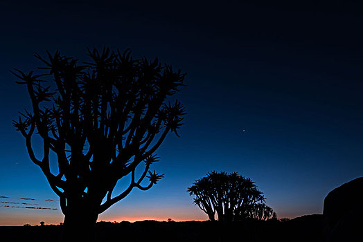 抖树,树林,靠近,基特曼斯胡普,南,纳米比亚,日落,蓝色,钟点,长时间曝光