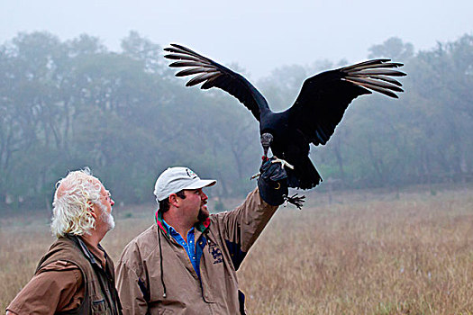 黑美洲鹫,学习