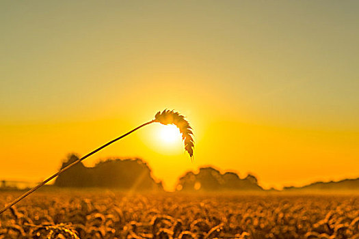 小麦,日出
