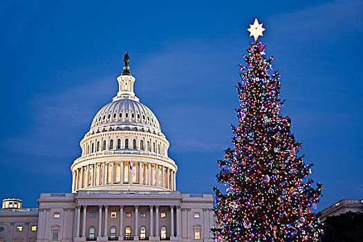 圣诞树,正面,政府建筑,黄昏,国会大厦建筑,华盛顿特区,美国