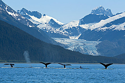 合成效果,驼背鲸,喂食,靠近,鹰,海滩,冰河,背景,东南阿拉斯加,夏天