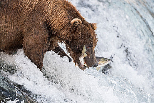 棕熊,三文鱼,捕鱼,急流,溪流,秋天,布鲁克斯河,卡特麦国家公园,阿拉斯加,美国,北美