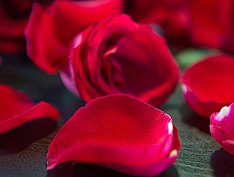 红色玫瑰花花花瓣静物摄影
