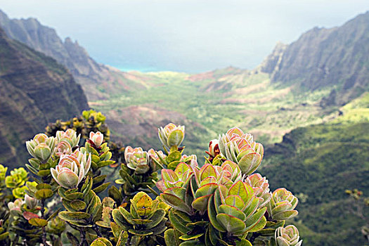 植物,远眺,卡拉拉乌谷,纳帕利海岸,考艾岛,夏威夷