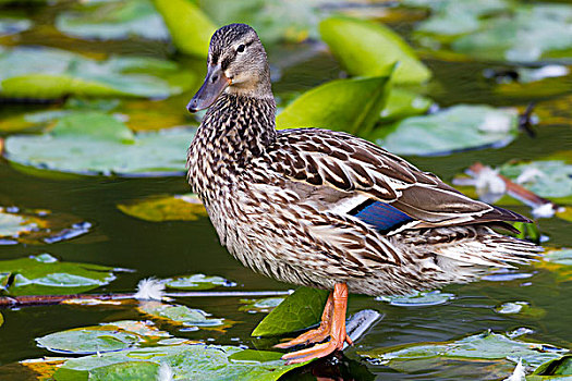 湿地,野鸭,鸭子,绿头鸭