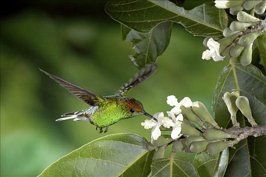 蜂鸟,树,花,哥斯达黎加