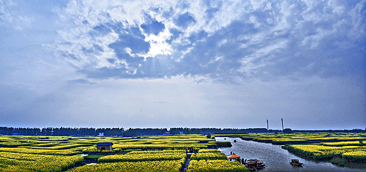 江苏省兴化市垛田油菜花自然生态景观