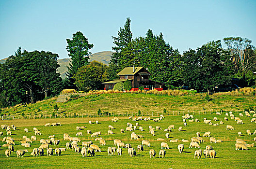 成群,绵羊,南方,阿尔卑斯山,南岛,新西兰