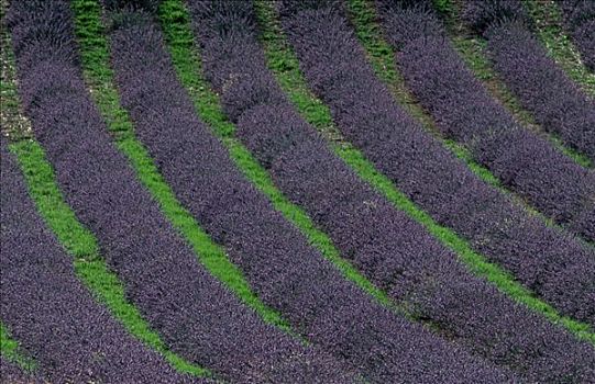 薰衣草种植区,普罗旺斯,法国南部