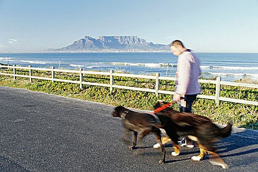 男人,走,狗,开普敦,西海角,南非