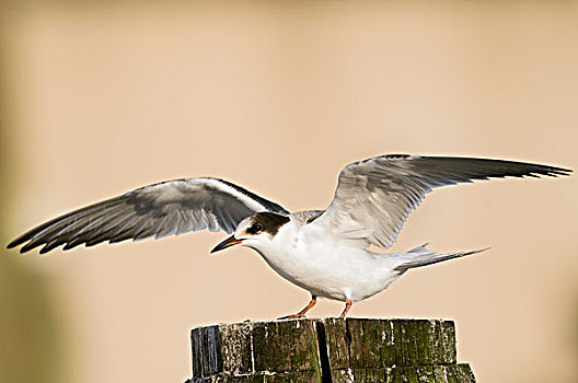 常见燕鸥,普通燕鸥,幼小,振翅,劳尔瑟赫,格罗宁根,荷兰