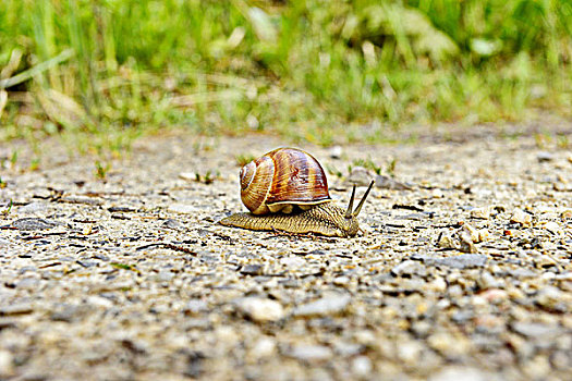 蜗牛,爬行,碎石路