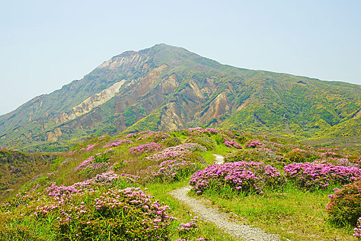 山,九州,杜鹃花