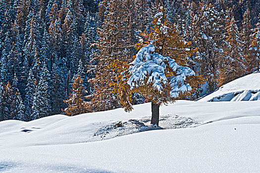 新疆巴里坤雪景森林