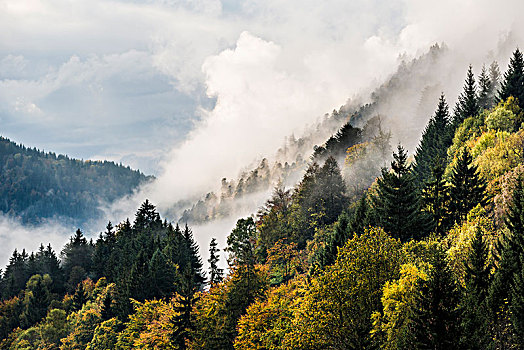 雾,山谷,秋天,靠近,黑森林,巴登符腾堡,德国,欧洲