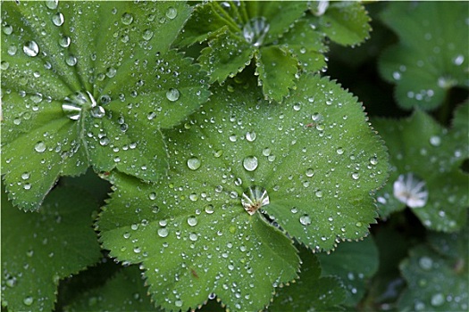 雨滴,叶子,斗篷草,植物