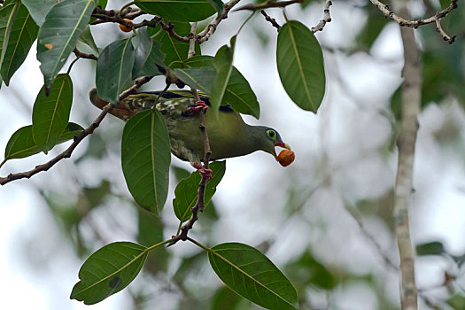 绿色,鸽子,菩提树,榕属植物,泰国