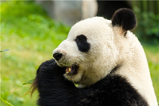 熊猫,吃,竹子,树林