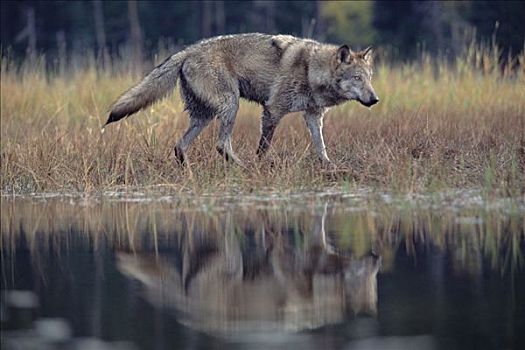 大灰狼,狼,成年,走,边缘,湖,蒙大拿