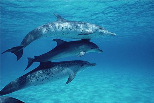 大西洋点斑原海豚,花斑原海豚,两个,成年人,一个,幼小,水下,巴哈马