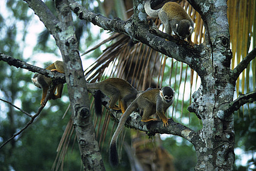 亚马逊河,松鼠猴,树荫,雨林