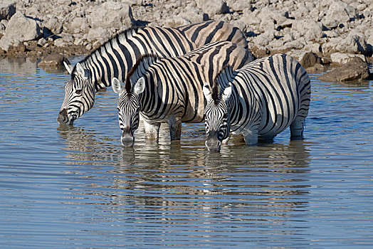 斑马,马,站在水中,喝,水坑,埃托沙国家公园,纳米比亚,非洲