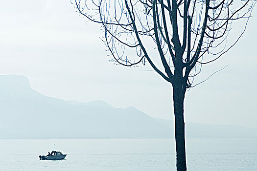 瑞士,船,日内瓦湖,树,前景