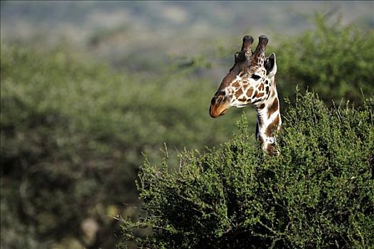 长颈鹿,网纹长颈鹿,肖像,萨布鲁国家公园,肯尼亚,东非,非洲
