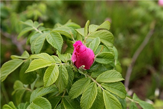 玫瑰花蕾