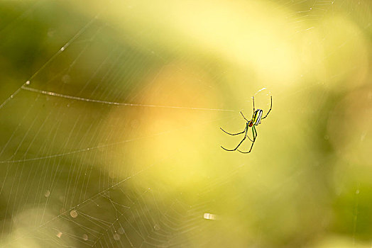 印度尼西亚,蜘蛛
