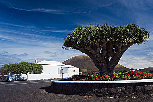 龙,树,教堂,兰索罗特岛,加纳利群岛,西班牙,欧洲