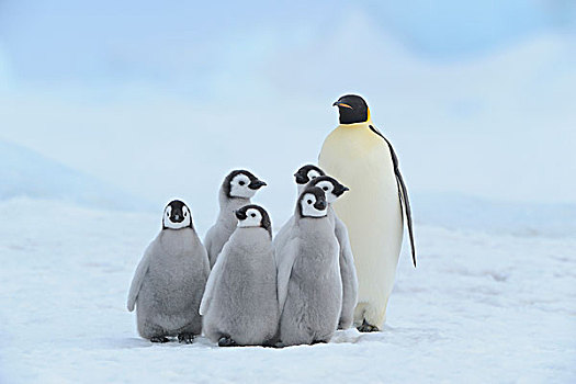 超大小企鹅照片图片