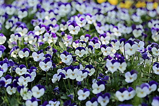春天紫色的花