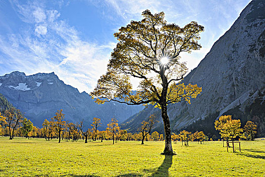 枫树,英国,提洛尔,奥地利