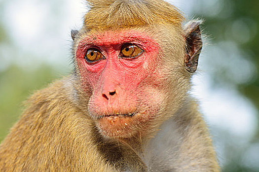无边帽,短尾猿,弥猴属,头像,阿努拉德普勒,北方,中央省,斯里兰卡,亚洲