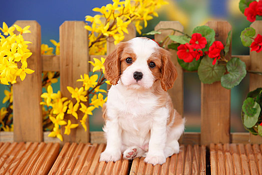 查尔斯王犬,小狗,布伦海姆,6星期大,花,背景