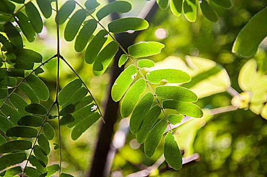 明亮光线环境中的植物叶片