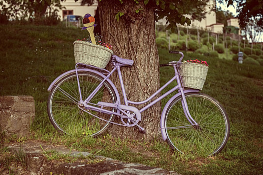 老,自行车,古树,乡村,蒂哈尼,匈牙利