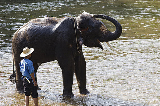 大象,浴,清迈,泰国